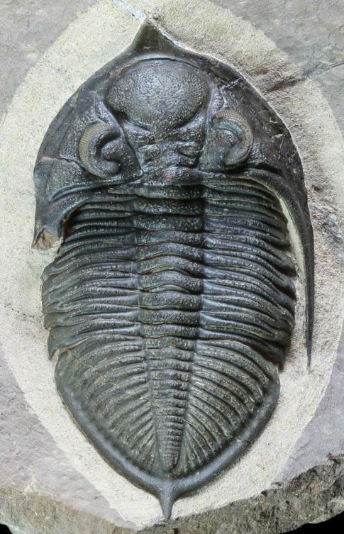 FossilRod's tweet image. This #TrilobiteTuesday: a Devonian-aged Zlichovaspis (Odontochile) spinifera #trilobite from Morocco, missing most of the left genal spine. This healed injury may have been caused by a predatory attack. Having a shell comes in handy sometimes! 

Image: shorturl.at/akX48