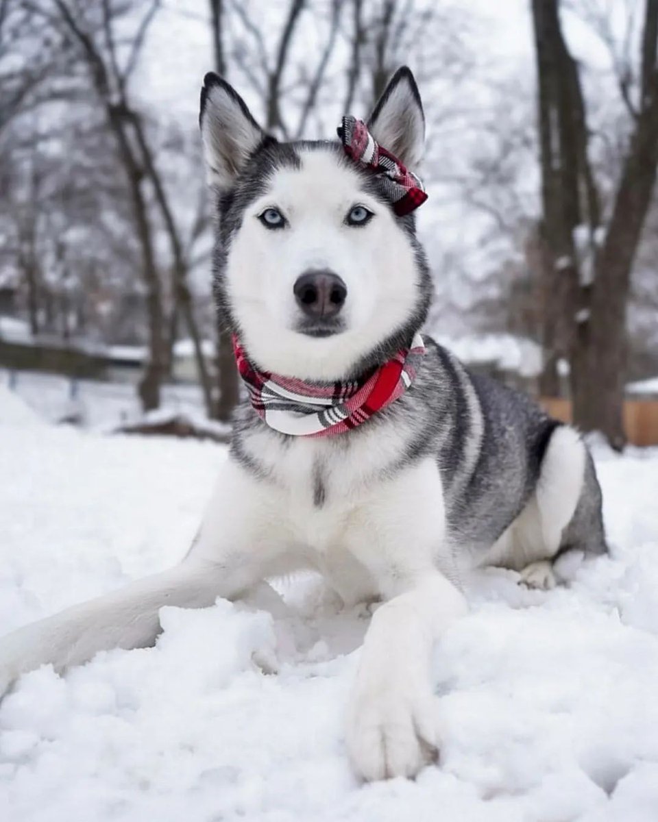 ⋆ Perfect as a snowflake!

I mean literally! She is so perfect! And this little red bow and scarf combo I have for her is one of my favorites! She may not wear clothes often, but I do have a few go to accessories! What is your go to outfit or accessory? 
 Credit  : <a href="/athenanares/">Heavenly</a>