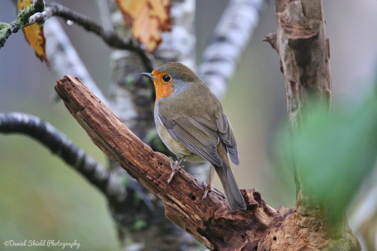 DanielShield95's tweet photo. This Robin has taken up resindence in our garden, see him everyday picking up all the scraps from the feeders 🟠🟤

#TwitterNatureCommunity #TwitterNaturePhotography #birdwatching #birds #birdphotography #BirdsOfTwitter https://t.co/b9NCKnvBlP