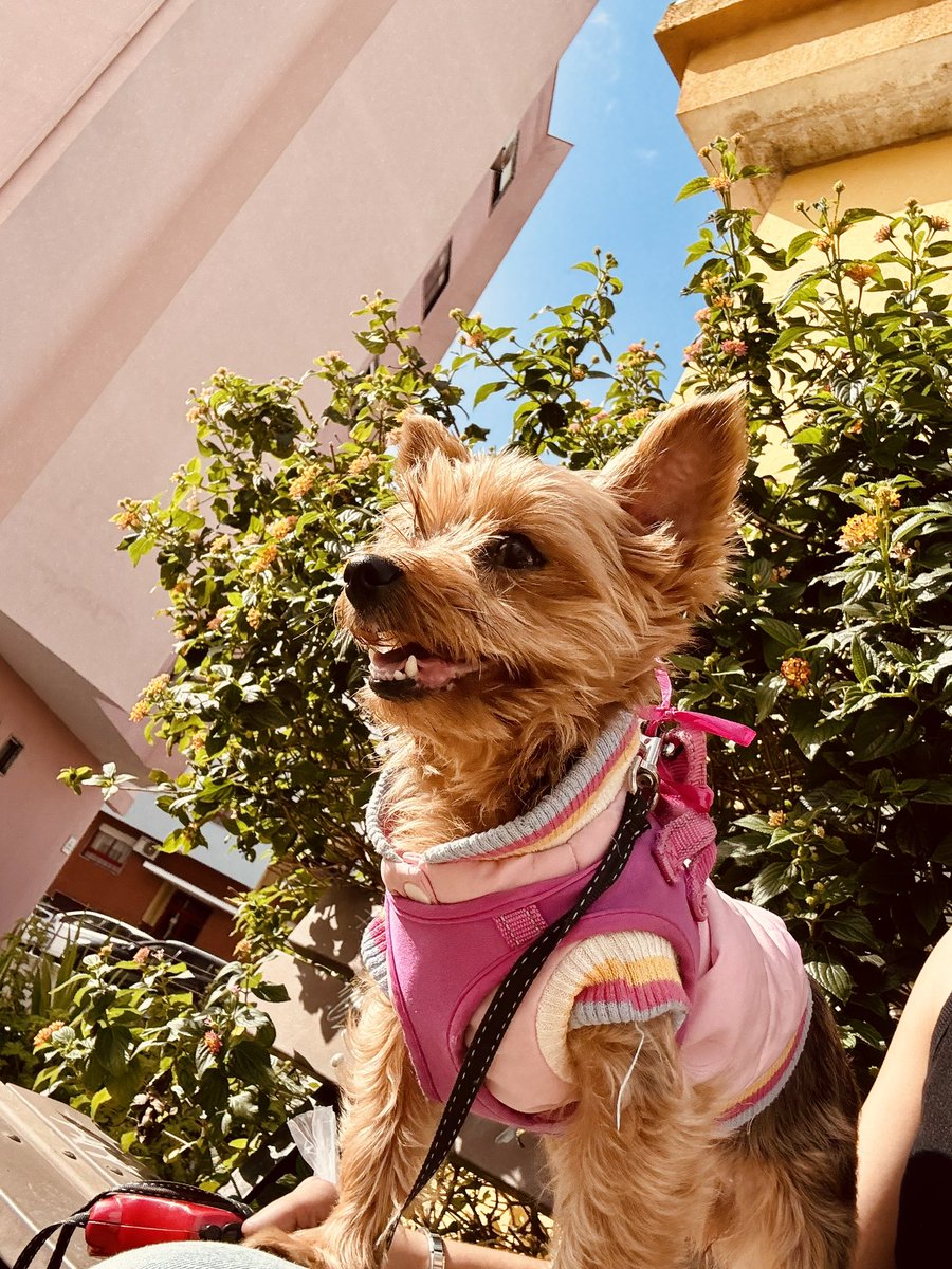 pietrozks's tweet photo. nina com seu mini colete pink 😼 https://t.co/hxalggq68Y