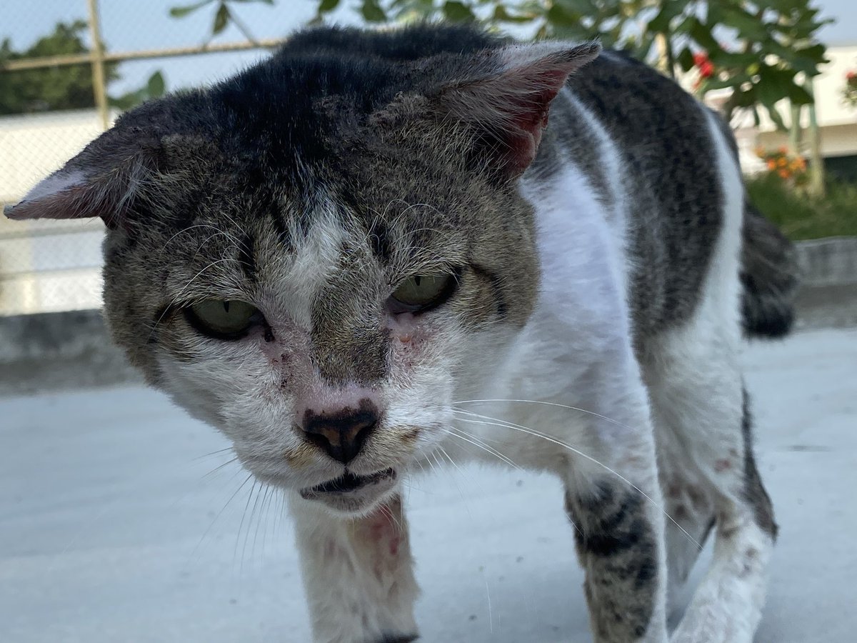 ppppppppp tweet media