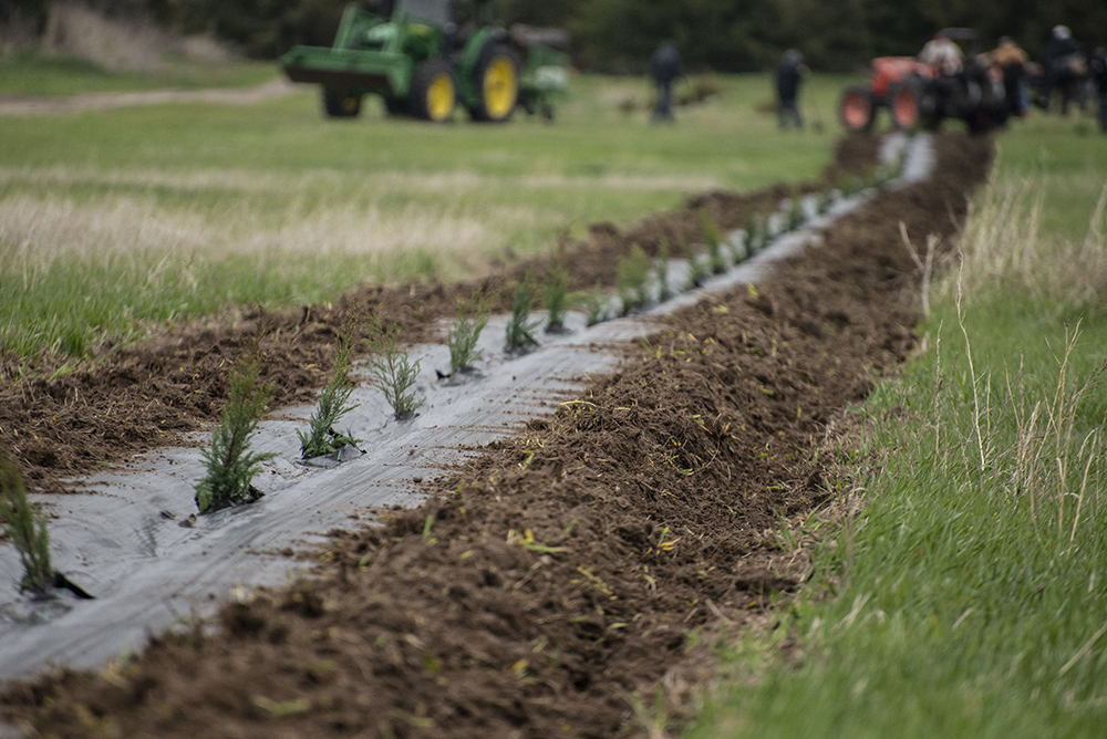 NebraskaNRDs's tweet photo. Nebraska's NRDs are actively taking orders for conservation tree seedlings, and the deadline to order is fast approaching. Learn more about the NRD Conservation Tree Program: https://t.co/3WHUFoYjxs
#Trees #treeplanting #conservation #windbreaks #shelterbelts https://t.co/CVwyWXadj5