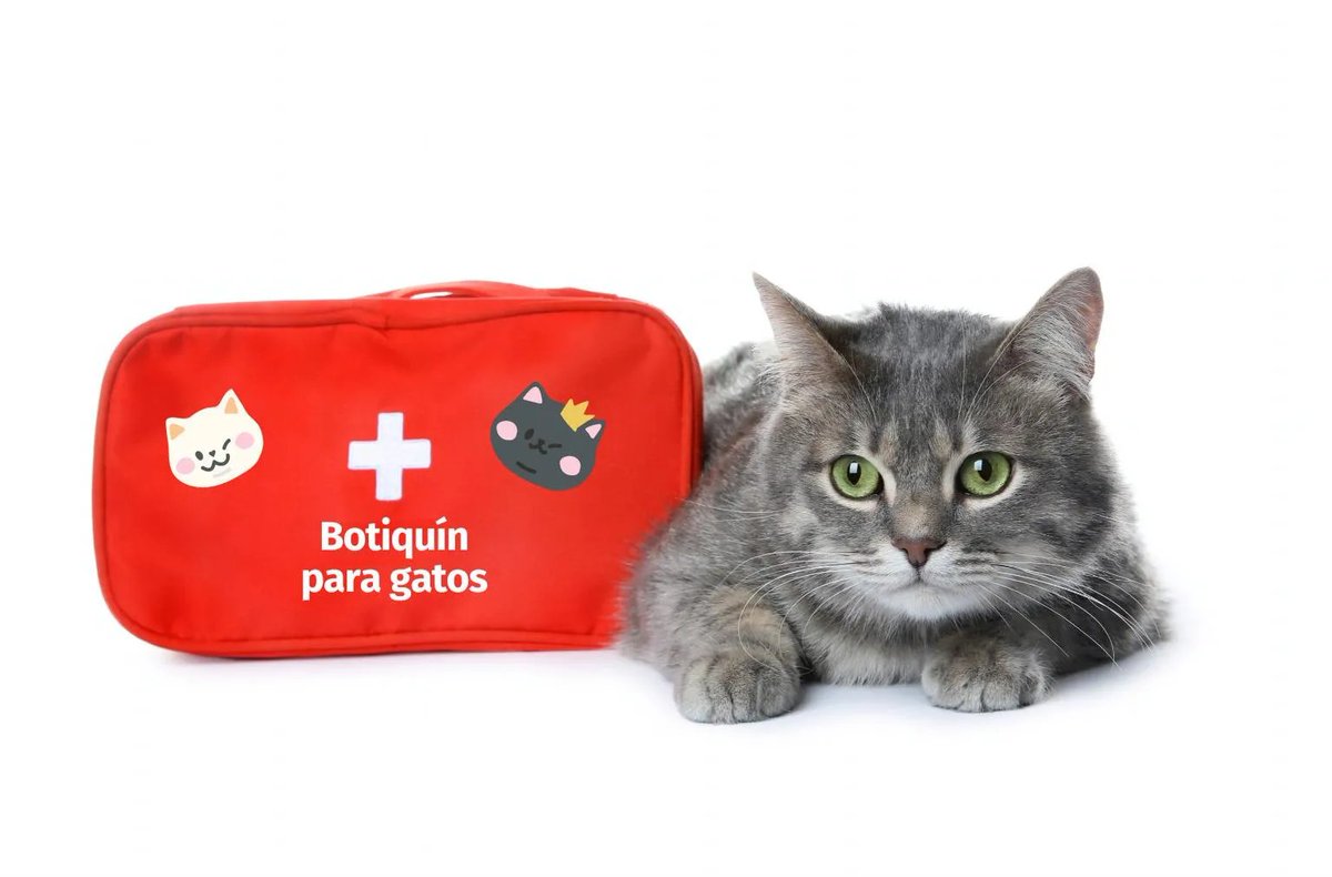 Botiquín para Gatos: Preparación Esencial para el Cuidado de tu Felino dlvr.it/T2NXzB <a href="/tetirounpique/">tetirounpique</a>