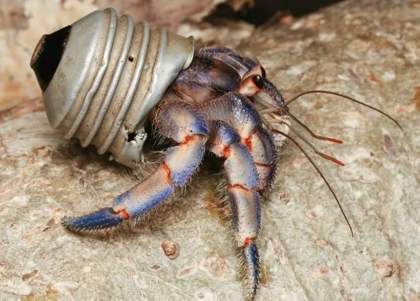Researchers have said they were "heartbroken" to see hermit crabs literally wearing our plastic rubbish, like discarded bottlecaps 😔 

Read the full study here: buff.ly/42sbalS  

📸 photos by Shawn Miller via @bbcnews