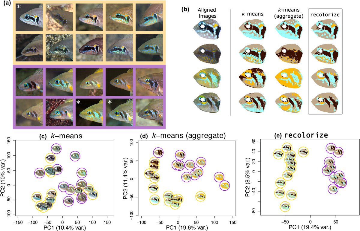 Paper for recolorize, my R package for color segmentation, is out! Featuring a couple of new examples. Special shoutout to @SVBelleghem, who lit a candle when we submitted it and also was just the most helpful coauthor you could hope for. onlinelibrary.wiley.com/doi/10.1111/el…