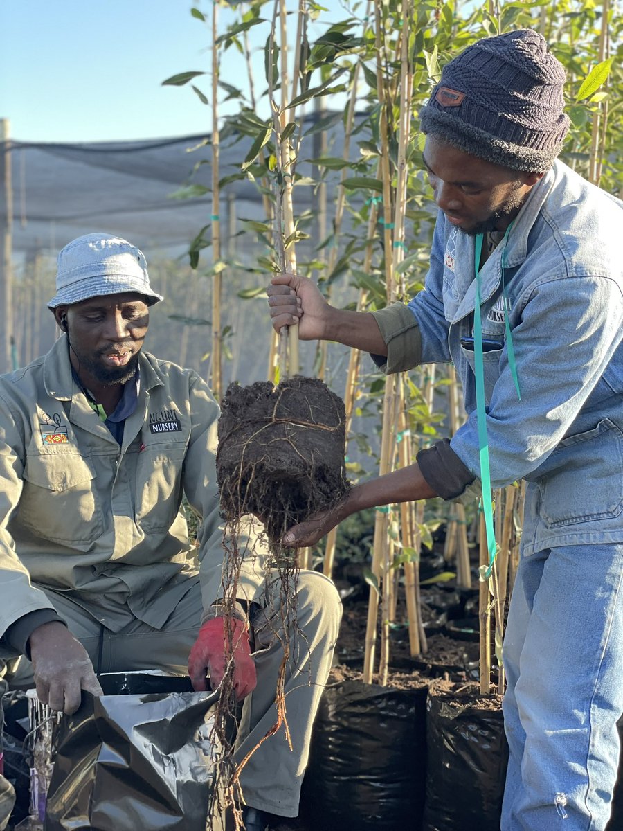 Leading plan/tree planting initiatives in Africa, we must focus on quality plants. Nurseries are key, providing not just supplies but also educating communities and funders, who are often unfamiliar with local species. This approach ensures sustainable projects. #greenafrica