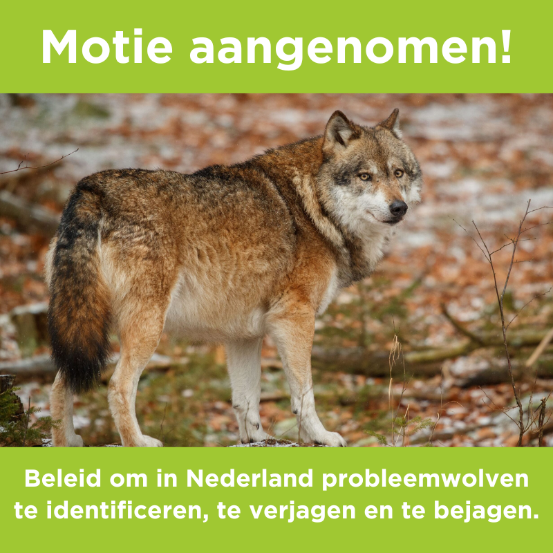 BoerBurgerB's tweet photo. Motie van @lientje1967 en @CrPierik aangenomen! 
De motie vraagt het kabinet om te onderzoeken of het mogelijk is om via derogatiebeleid voor wolven in Nederland probleemwolven te identificeren, te verjagen en te bejagen👇🏻 https://t.co/C6UQQTkfDR