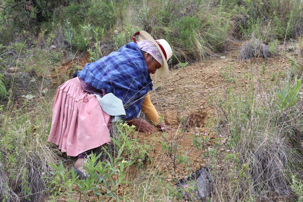 𝐏𝐥𝐚𝐧𝐭𝐚𝐦𝐨𝐬 𝐞𝐬𝐩𝐞𝐫𝐚𝐧𝐳𝐚 𝐲 𝐮𝐧 𝐦𝐚𝐧̃𝐚𝐧𝐚 𝐦𝐞𝐣𝐨𝐫 
El trabajo conjunto entre  las instituciones de la Gobernación de Cochabamba, la ESFOR UMSS, Fundación Armonía, OTB Pajcha Sacaba, JICA y Water for People, permitió la reforestación con más de 1.500 plantines