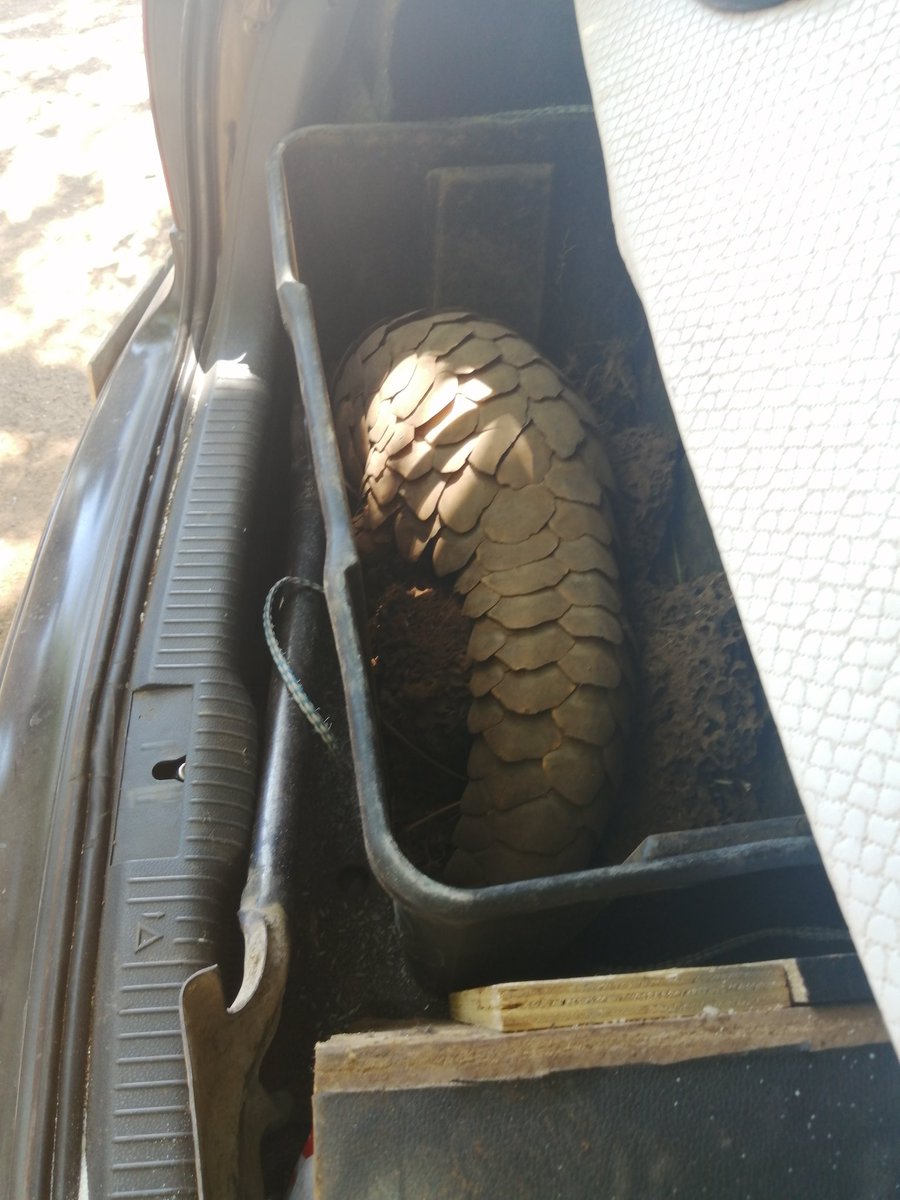 8 suspects arrested today just outside Brits, South Africa for illegal possession and trade of a male adult Temmink's pangolin. Tast Team involved @SAPoliceService units - Cullinan STES, Pretoria K9, DPCI (HAWKS) as well as @nUSAHomeland, & @PangolinSG