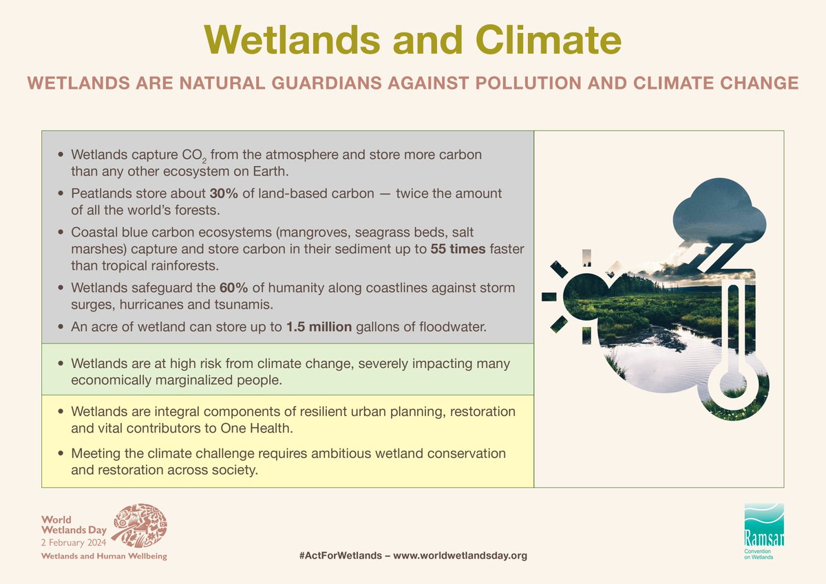 Wetlands are an important component of Earth’s climate system and crucial for water security and resilience. 🌏 They capture CO₂ from the atmosphere and store more carbon than any other ecosystem on Earth. #WetlandsandHumanWellbeing