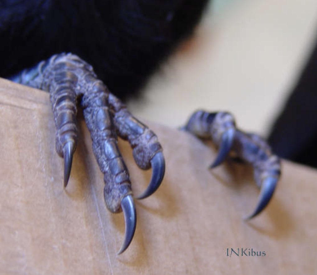 USInvestor35's tweet photo. @PlatnumSparkles new hustle selling feet pics on #onlycrows https://t.co/rhvcXE5lZ4
