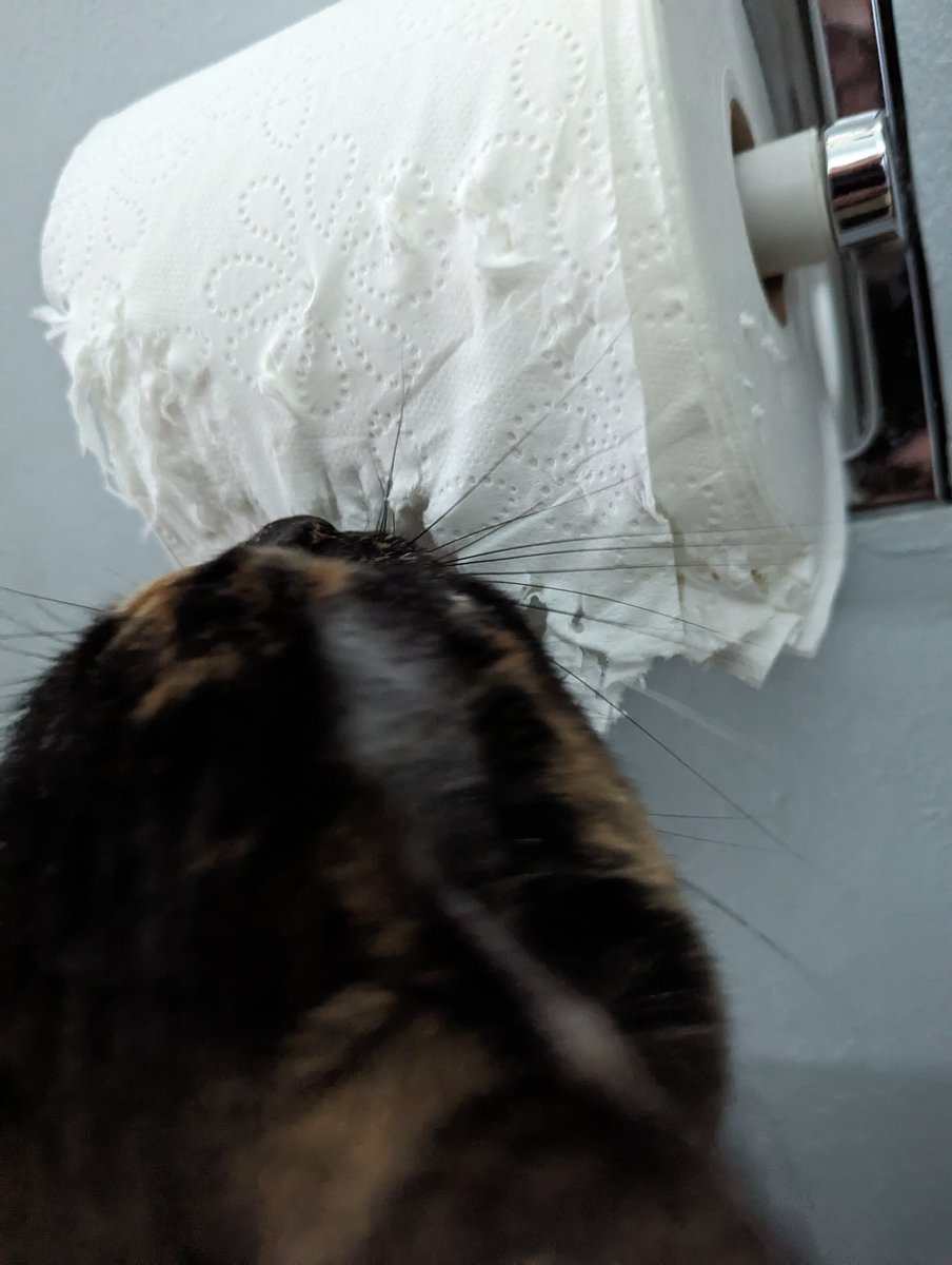 Kahn_6969's tweet image. This is how that would end if it was my kitty 🐈