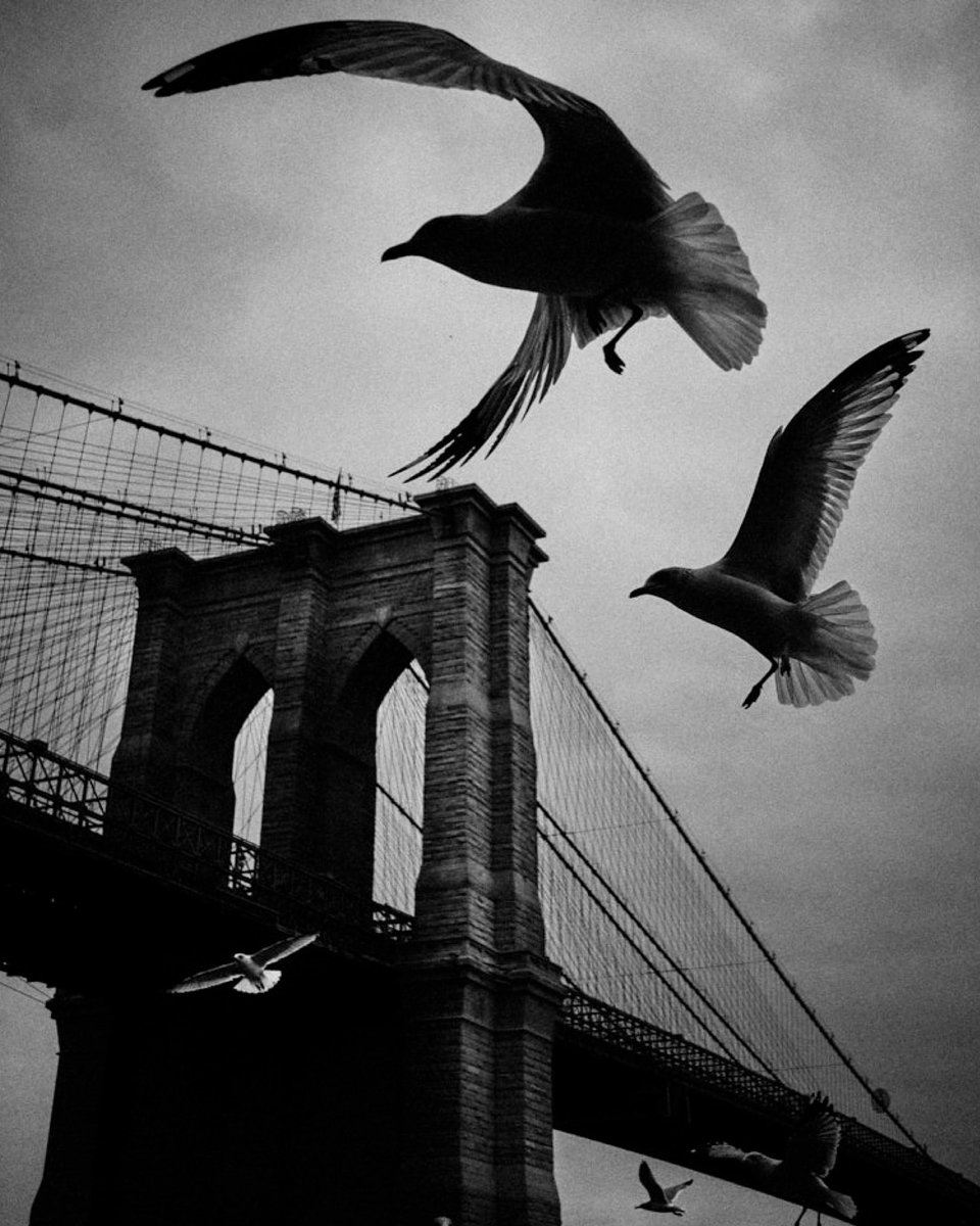 Brooklyn Bridge, NYC 2024

Copyright Phil Penman

#streetphotography #Leica #nyc #brooklynbridge