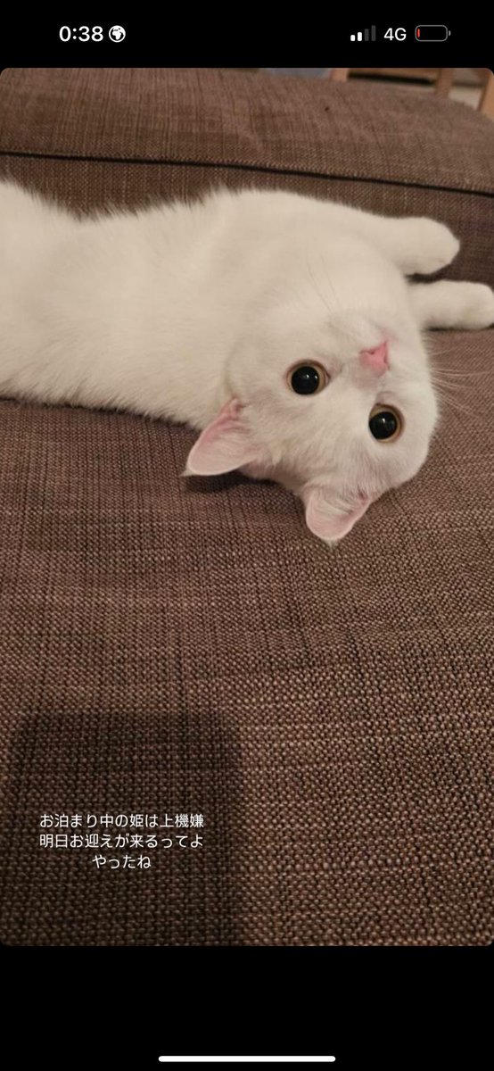 モモ様★ モモ様 - Search / X