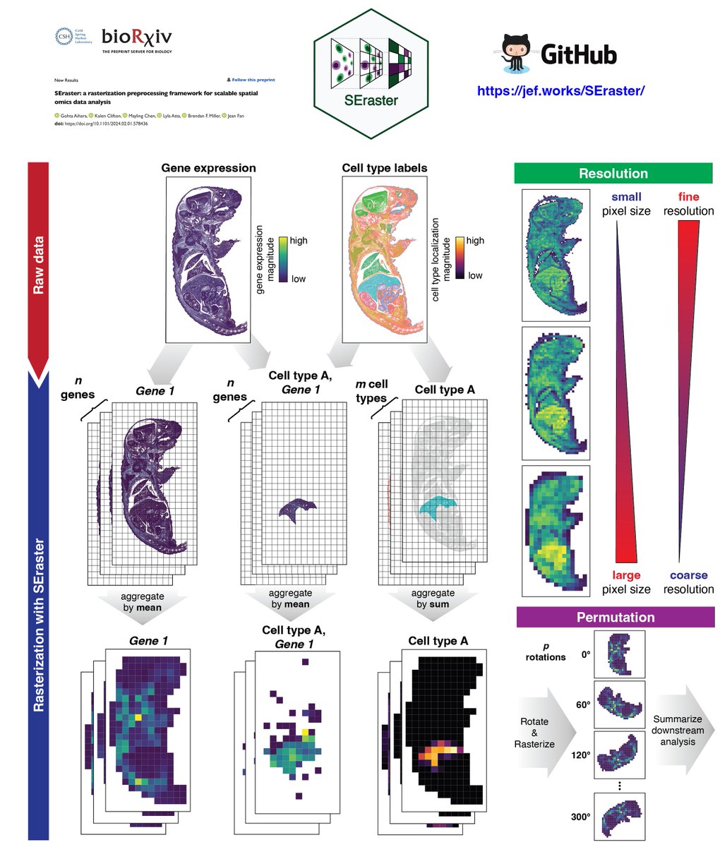 JEFworks's tweet image. Having a hard time handling >1e6 #singlecells in #spatialomics data? Check out SEraster, a rasterization preprocessing framework in #Rstats to aggregate cellular information into spatial pixels for scalable analysis
Preprint: biorxiv.org/content/10.110…
Led by @Gohta_Aihara
🧵👇