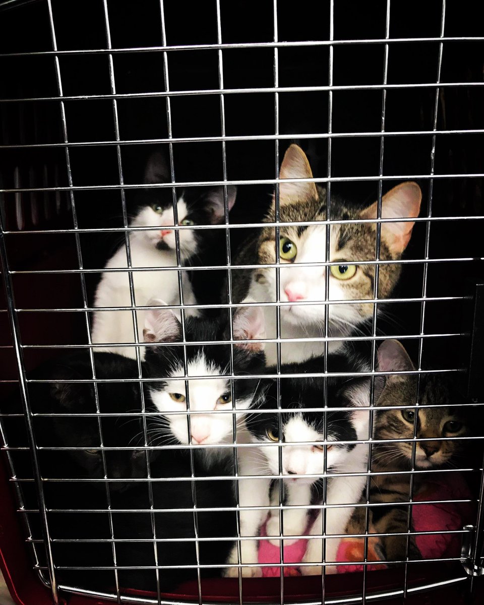FreedomDrivers's tweet photo. Looking forward to a better future! This family is safe with Ronronne Avec Moi, thanks to our Freedom Drivers. Join us! #montreal #Ottawa #Toronto #halifax #animalrescue https://t.co/mv7ugFL5tC