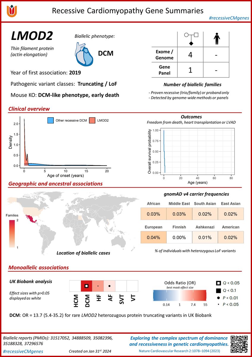 This week’s recessive cardiomyopathy gene is LMOD2 – perhaps one of the most interesting genes highlighted by our work in @NatureCVR nature.com/articles/s4416… 
…check its synopsis below! 🫀🧬 
#recessiveCMgenes #MorbidGene #cardiogen