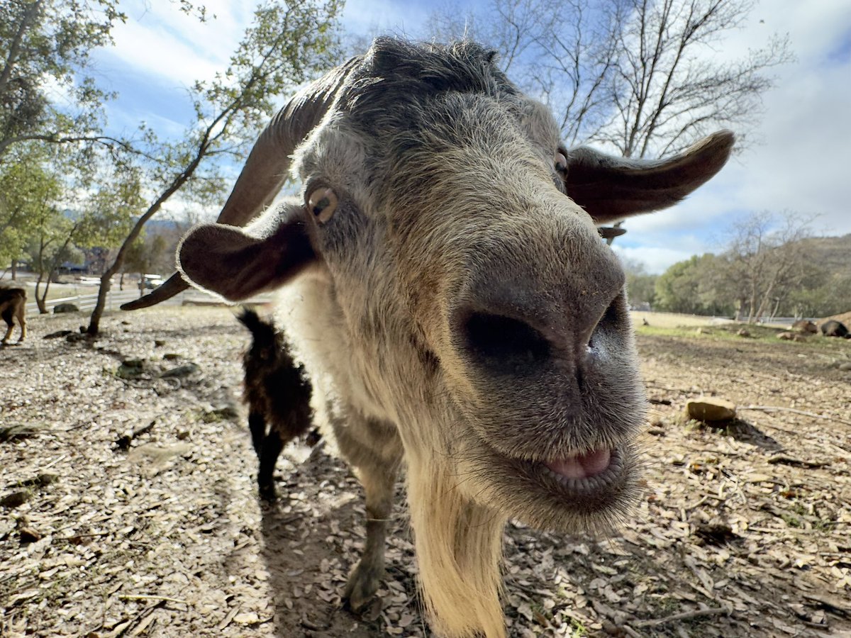 GM, another goatastic day on the farm!