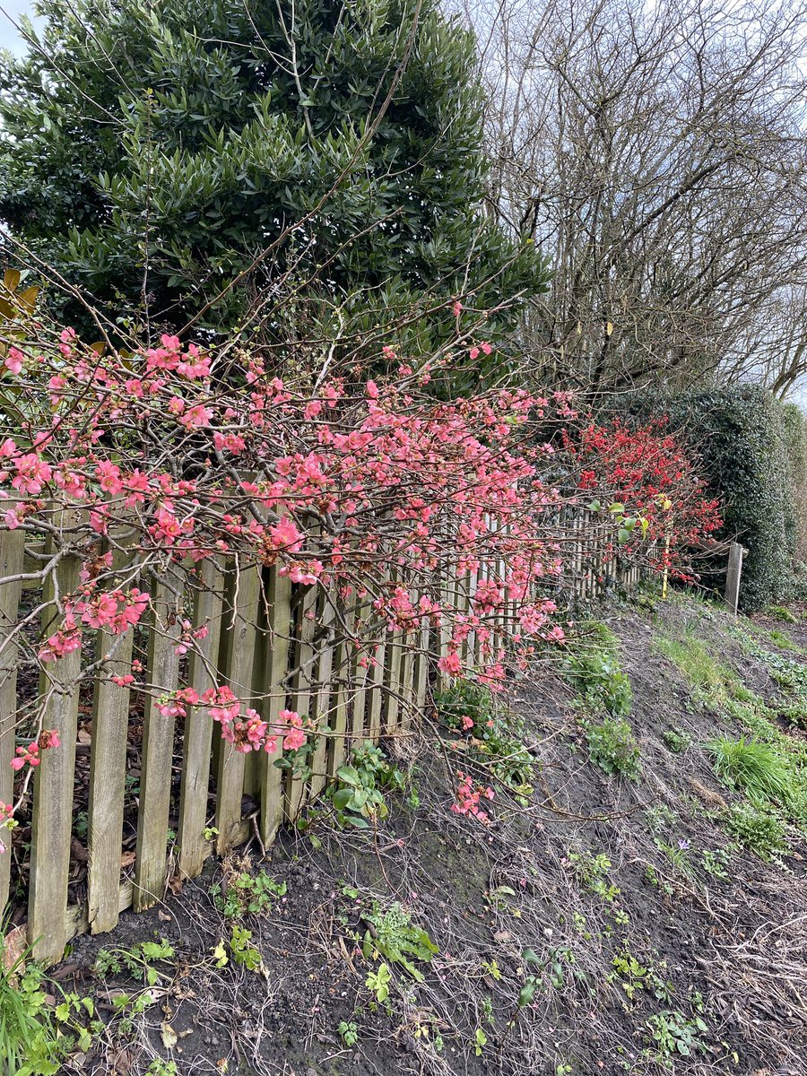 Red and pink ‘Japonica’ (Chaenomeles) very advanced in Berkshire. 
Clipped as an informal hedge it is flowering heavily! #signsofspring