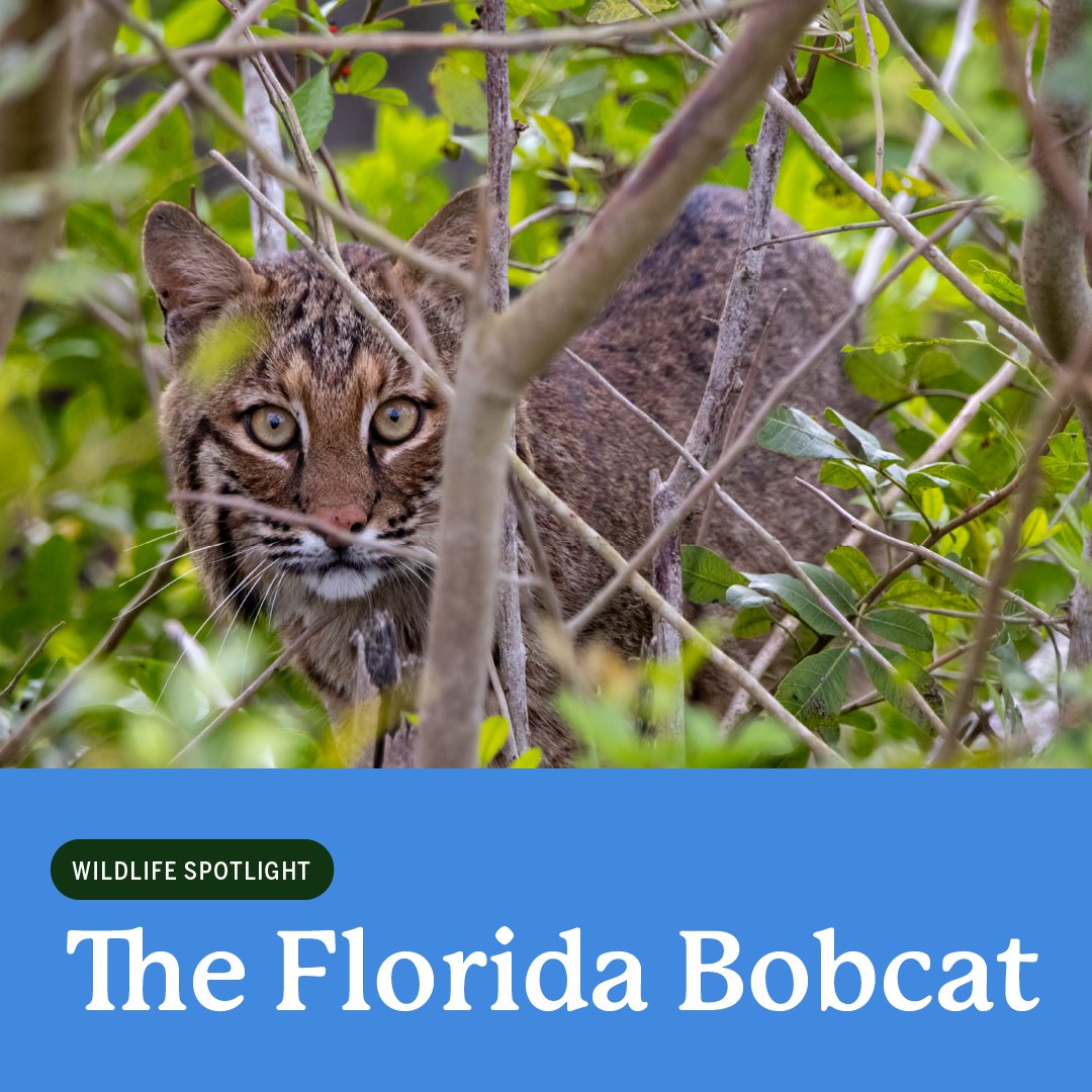 North Florida Land Trust tweet media