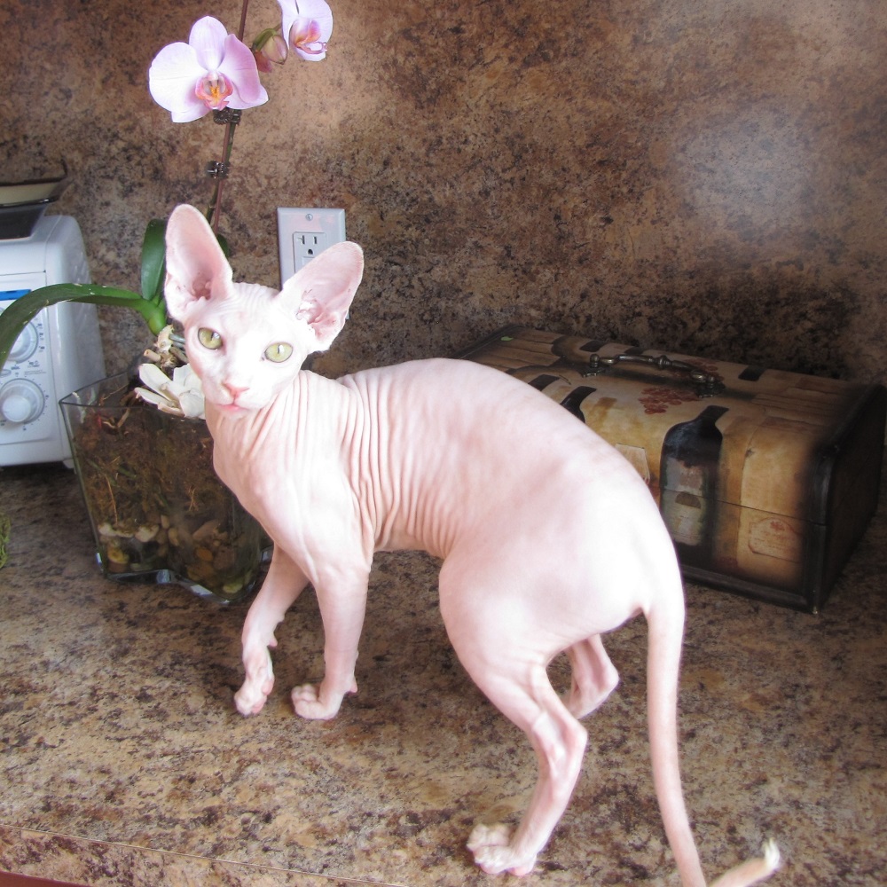 Enhance your pet care experience through my personalized sphynx care consultations. I am dedicated to providing valuable insights, tips, and guidance to ensure the optimal well-being of your cherished companion. Call me today!

#SphynxCareConsultation #StatenIslandNY  ...