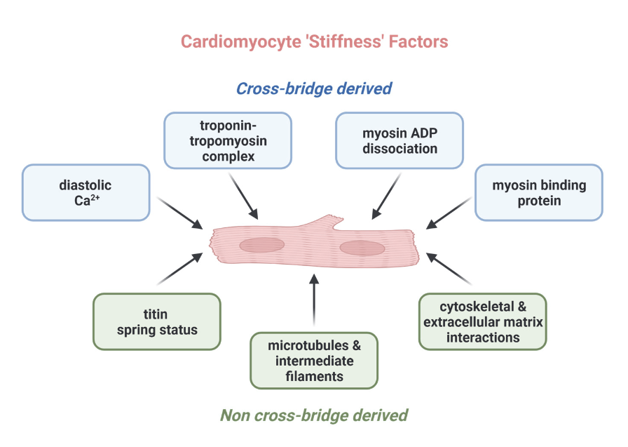 ajpheartcirc's tweet photo. #ArticlesInPress: The cardiomyocyte origins of #diastolic dysfunction: cellular components of #myocardial stiffness
(Johannes V. Janssens et al.)
https://t.co/pldP4vqwgc
@k8weeks @k8weeks @cardiacjj @UniMelb
#cardiomyocyte #diastolicdysfunction #myocardialstiffness https://t.co/zMvaYHulIt