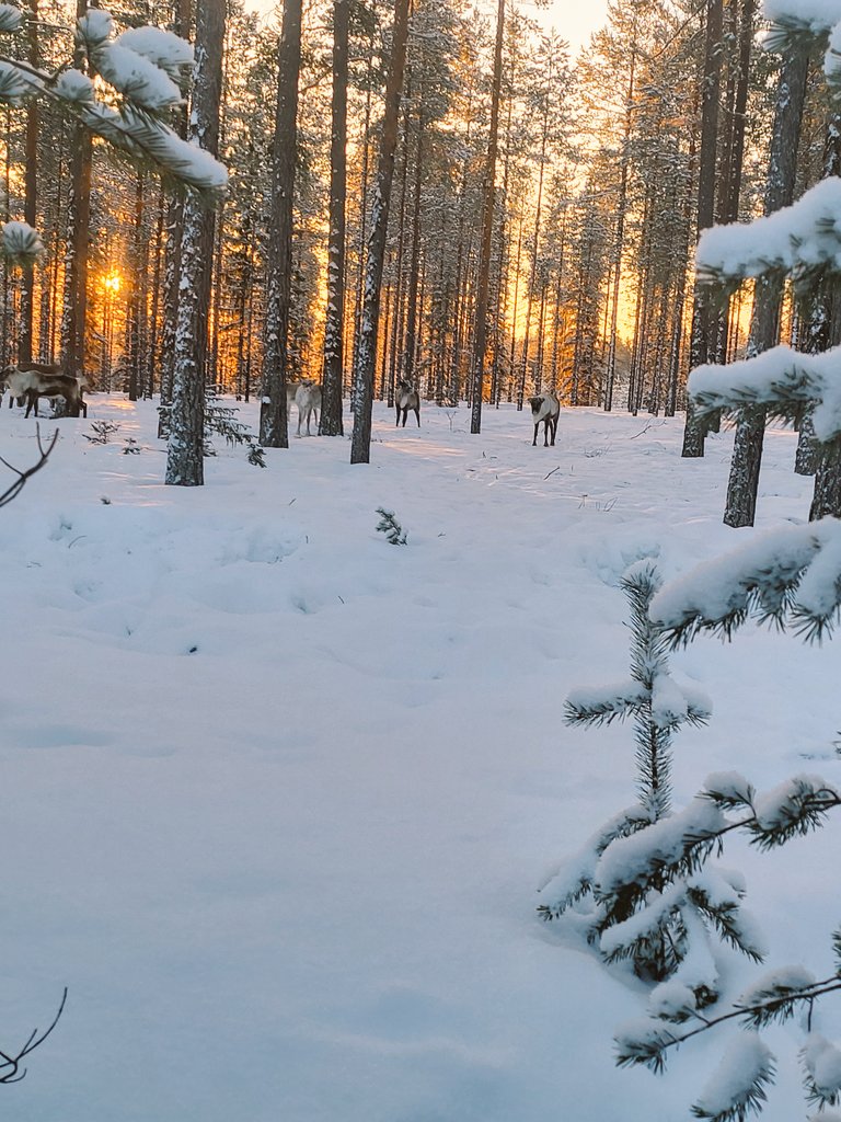 Träningskompisar i skogen 
ENGINE KRONOS VILLE KOLLA PÅ DOM  LÄÄNGE