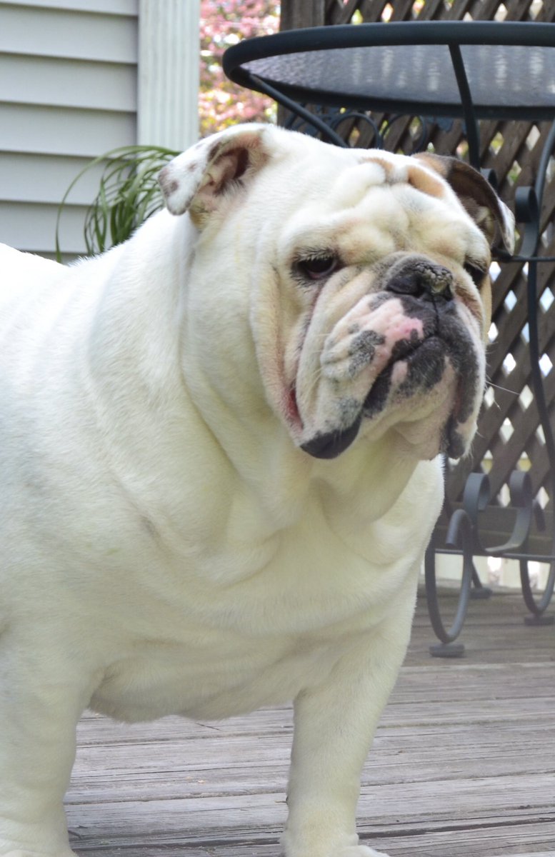Every morning we would let Her know… How Beautiful she was… How Smart she was… How Sweet she was… How Kind she was… How Dazzling she was… This meant SO much to the Queen… Love, Gertie’s Family #gertiethebulldog #gertiegotdonuts #queenofallbulldogs #beautiful #sweet #Love