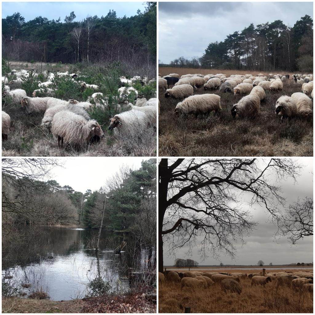 Dinsdag
#SchaapskooiAchtertZaand 
#winterbegrazing 
#opslagbegrazen van voornamelijk pinus en berk.
#Anserveld 
#Davidsplassen 
#Dwingelderveld 
@Natuurmonument 
@N2000drenthe