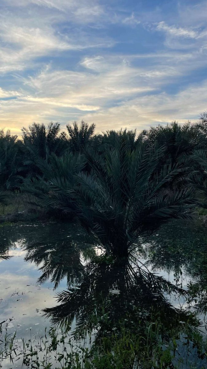 #تصويري #عين_الجابرية
#ينبع_النخل 🌴