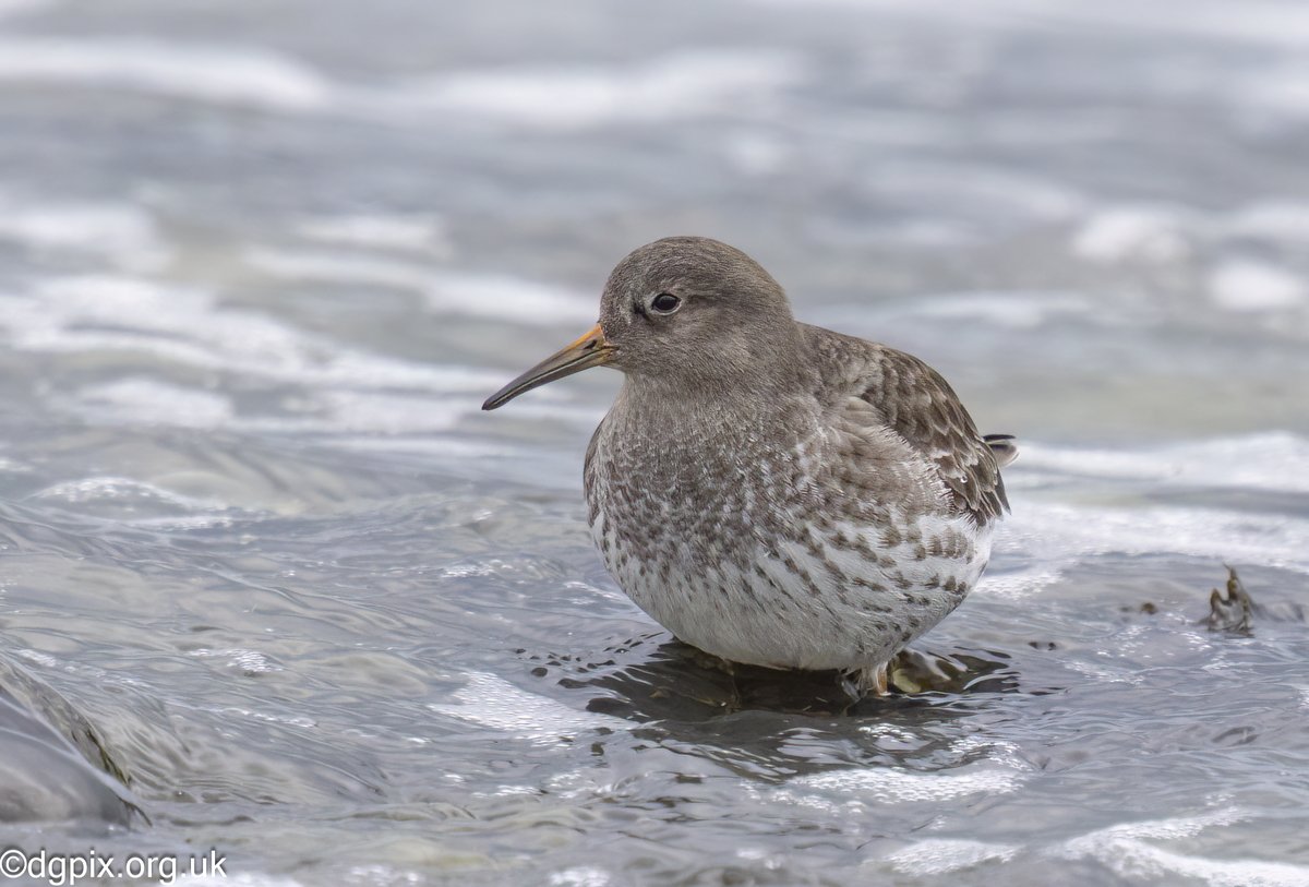 Purple Sandpiper, Co. Down coastline. Great to see these birds again this year, wonderful little waders #birds #wildlife #nature #photography #NaturePhotography @NatureUK @NatureattheBest