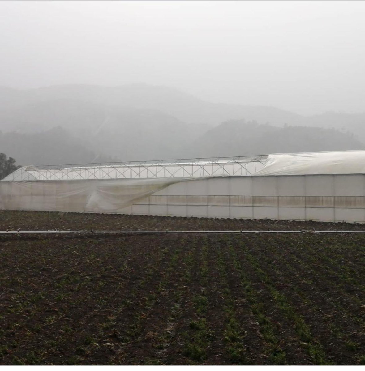 torrespld01's tweet photo. Solicitamos al Presidente @luisabinader y a las autoridades del Sector Agropecuario del gobierno del @prm_oficial venir a #Constanza #ConstanzaRD , en auxilio de los agricultores, tan pronto sea posible, por los diversos daños ocurridos anoche por los fuertes vientos y lluvias . https://t.co/uCO5WXdU0x