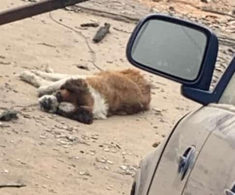 Urgente! Este perrito quedó abandonado tras el incendio. Tiene algunas quemaduras y se encuentra desnutrido. Vive en Achupallas, pasaje Rubén Darío frente a una copa de Esval. Para mayor información, comunicarse con Nancy Tamayo al +56946642312. Favor RT!
#IncendioForestal