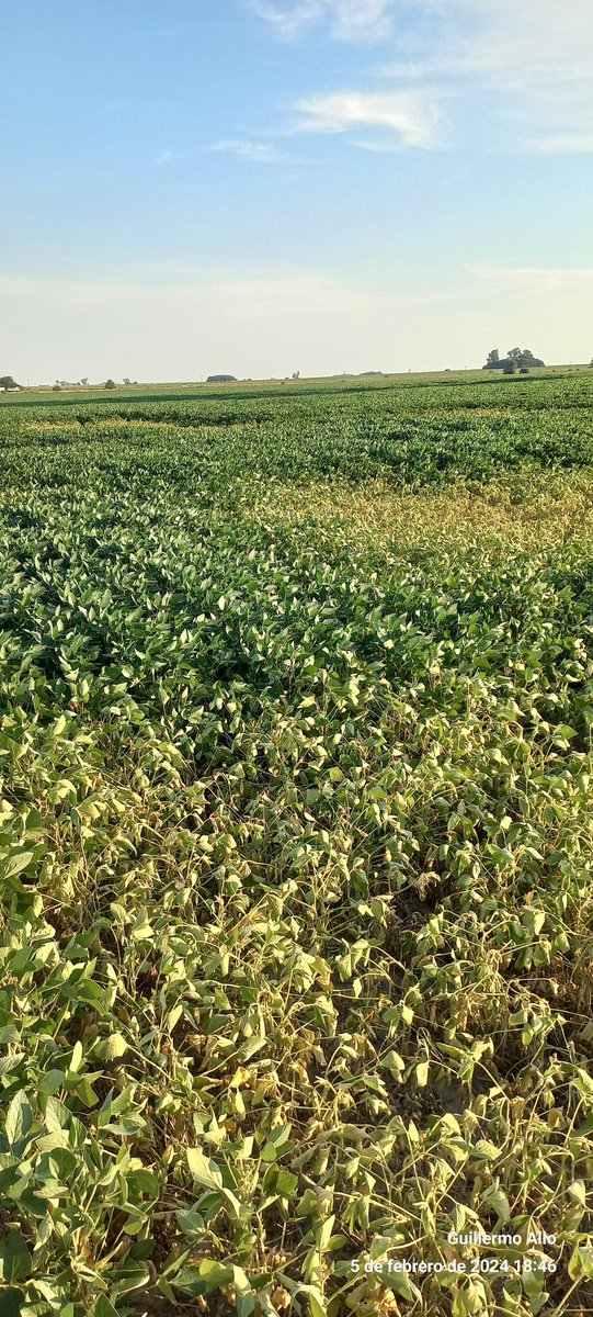 guillermoallo's tweet photo. Soja 2° 
📍Pueblo Muñoz, Santa Fe

El cultivo más golpeado en esta ola de calor, más aún en los sectores de menor calidad.

Ayer a las 18 hs hacia 40 °C de sensación térmica y hoy a las 9 hs 35 °C, derretidos. https://t.co/QjlcPbm9Gs
