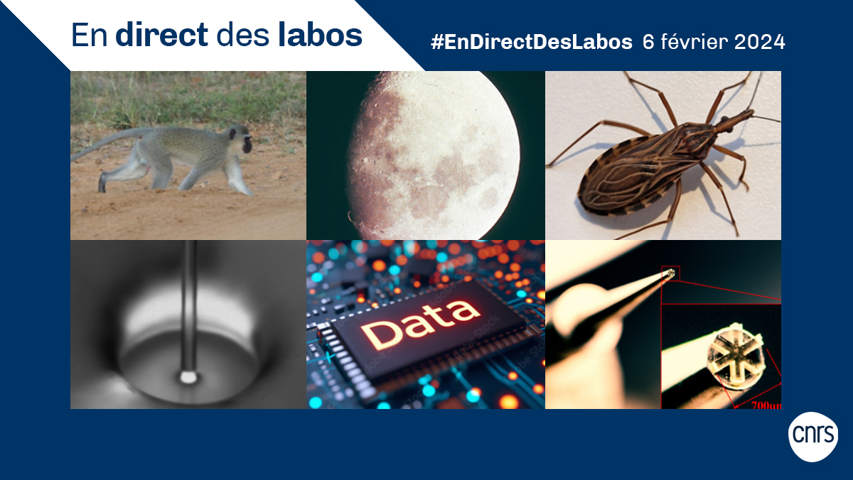 #EnDirectDesLabos 🔎 Nouvelles actualités scientifiques 🔬, distinctions 🏅... Retrouvez toutes les deux semaines les informations issues des laboratoires du @CNRS.  

👉 cnrs.fr/endirectdeslab…