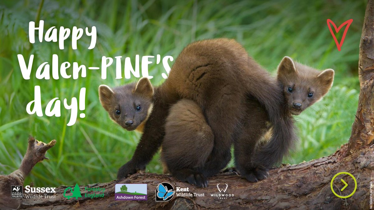 Happy Valen-pine’s day! 💚 Find out more about this cute and charismatic mustelid, and how we’re investigating whether the South East is suitable for their return > sussexwildlifetrust.org.uk/pine-martens