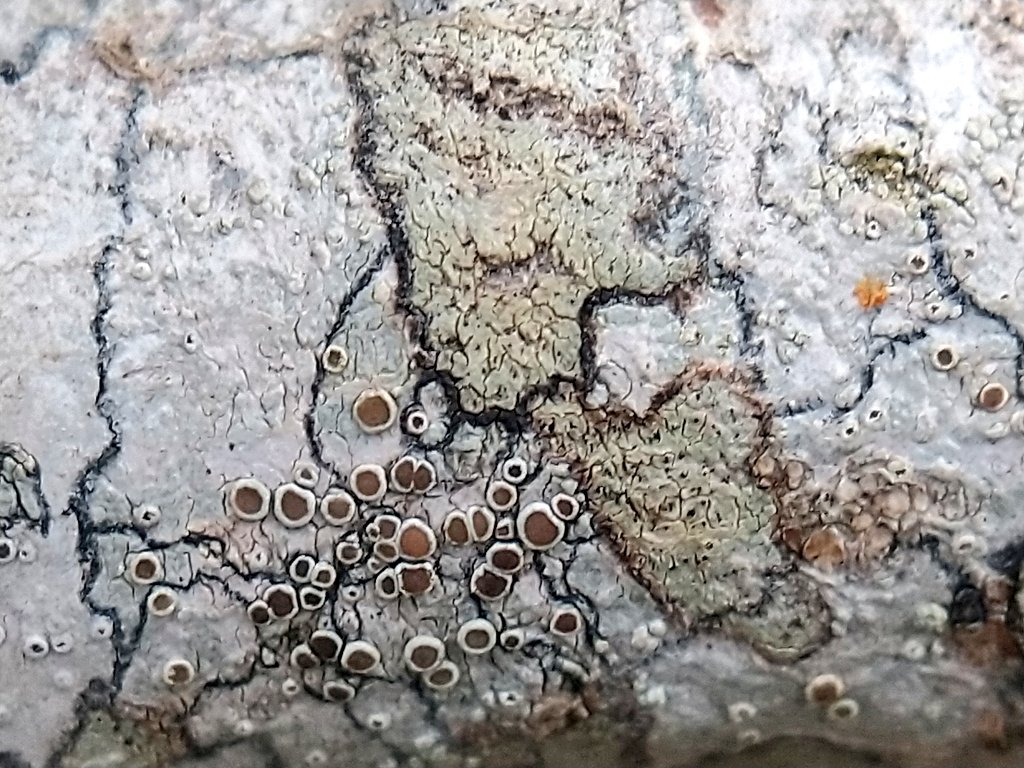 It was a tough jigsaw to crack 😊 #lichenology #lichen #nature #wildlife #thephotohour #tuesdayvibe