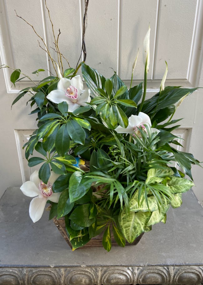 Bring nature inside with green plants and elevate your surroundings with the allure of Cymbidium orchids, an enduring symbol of refinement and grace. 🌸🌱 #CymbidiumOrchids #TimelessElegance #BotanicalBeauty #houseplantlover