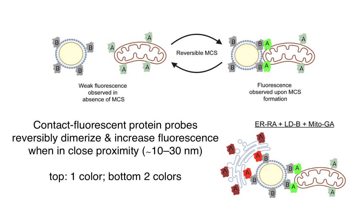 Congratulations to @cohenlaboratory (@UNC) for their new paper on dimerization-dependent fluorescent protein probes (ddFPs) to report membrane contact. This method can be adapted to simultaneously monitor 2 contacts if they share a single organelle.