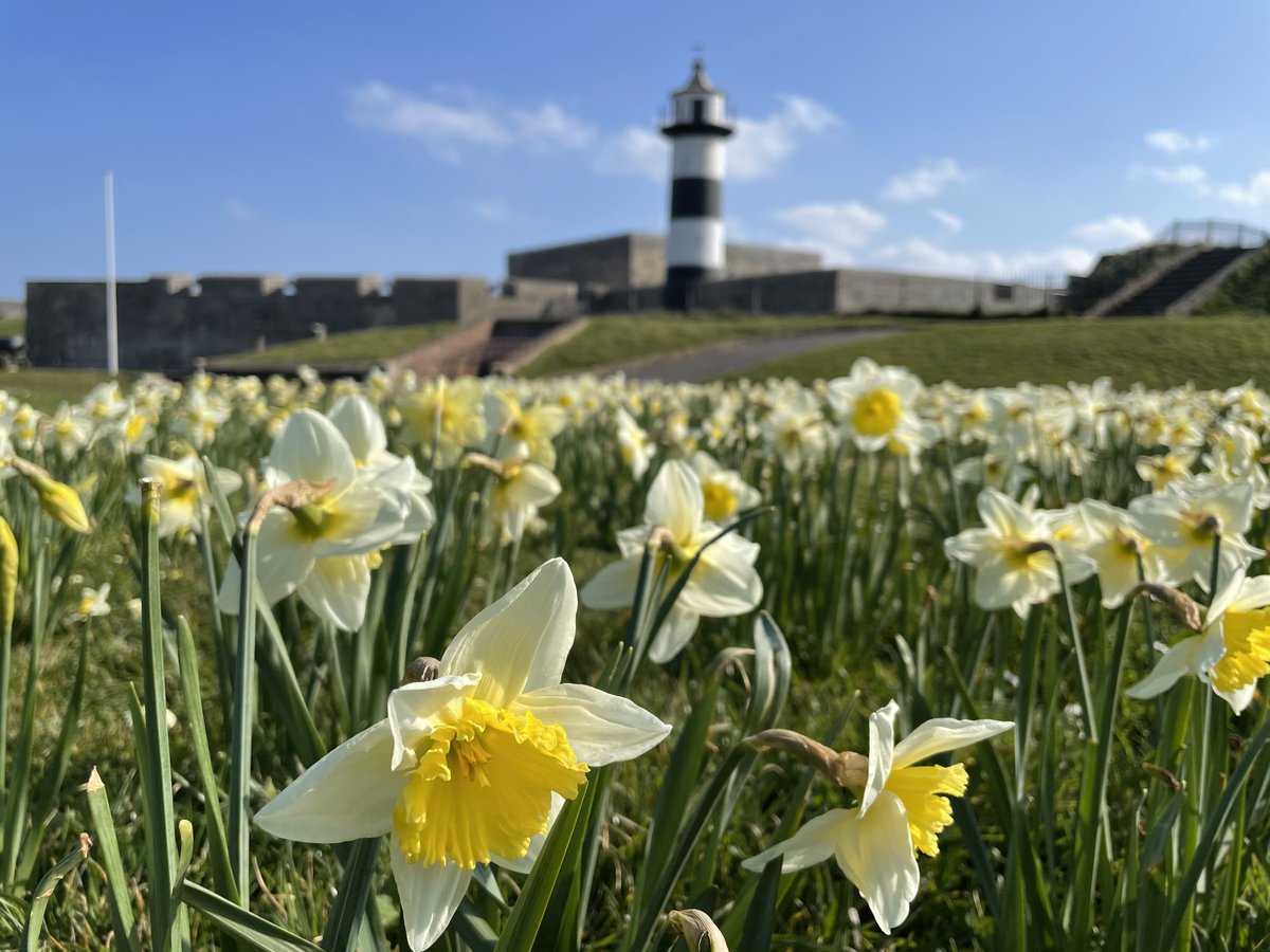 ✍Applications are open for a fully-funded, 4 year, PhD studying the development and evolution of diverse corona structures in Narcissus (Amaryllidaceae). 🌼Apply by 1 March 2024. port.ac.uk/study/postgrad… #PortsmouthUni #PhD @UoPScience @UoPBioSchool