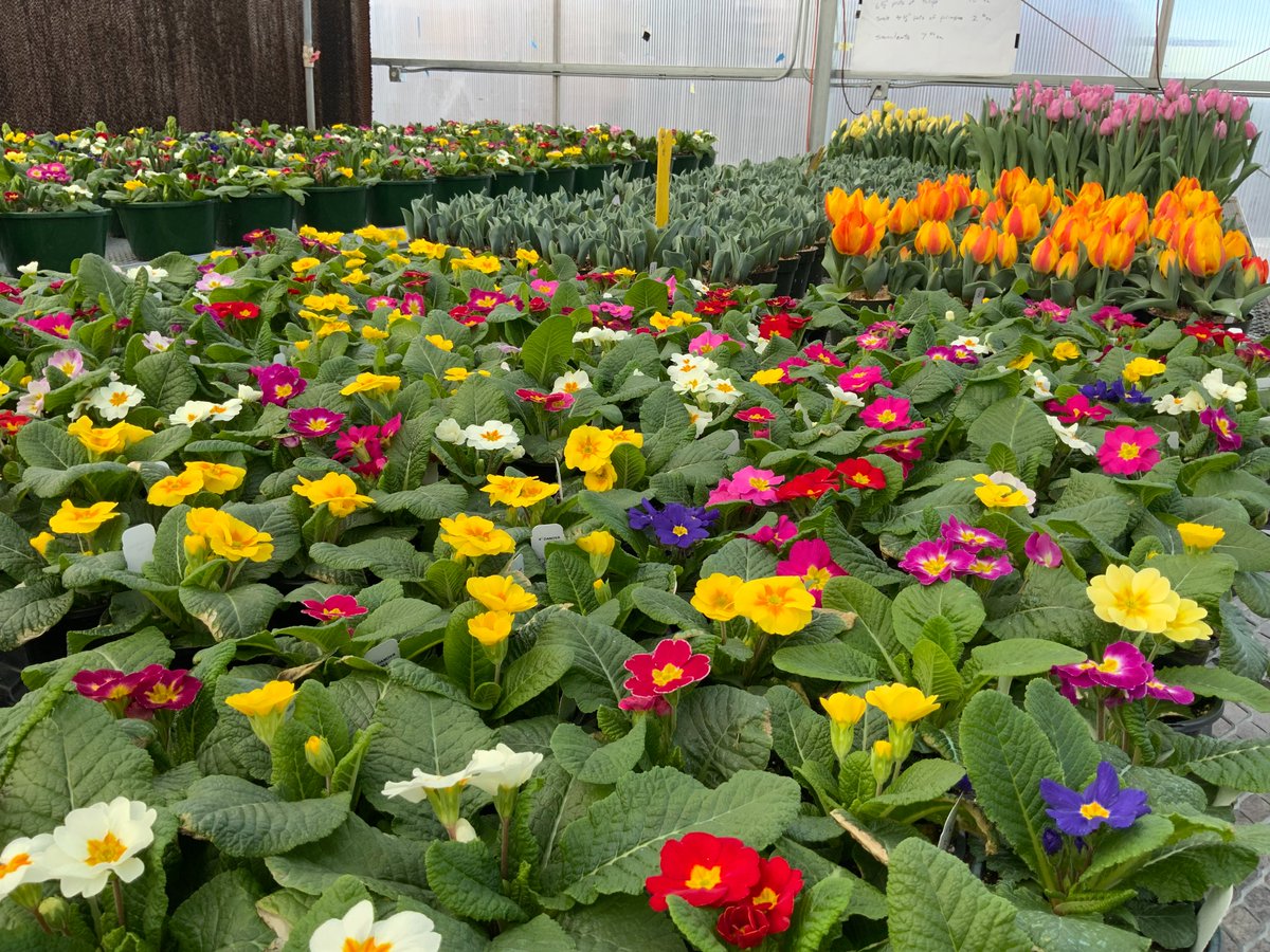 wsucahnrs's tweet photo. These flowers look beautiful, right? Want some just like them? Next week you can! Feb. 13 &amp; 14, the #WSU Horticulture Club hosts their annual #ValentinesDay flower sales. Get tulips, hyacinths, &amp; primroses for yourself or that special someone! #GoCougs https://t.co/ztAsCUSTMp https://t.co/kTO98u1eg9