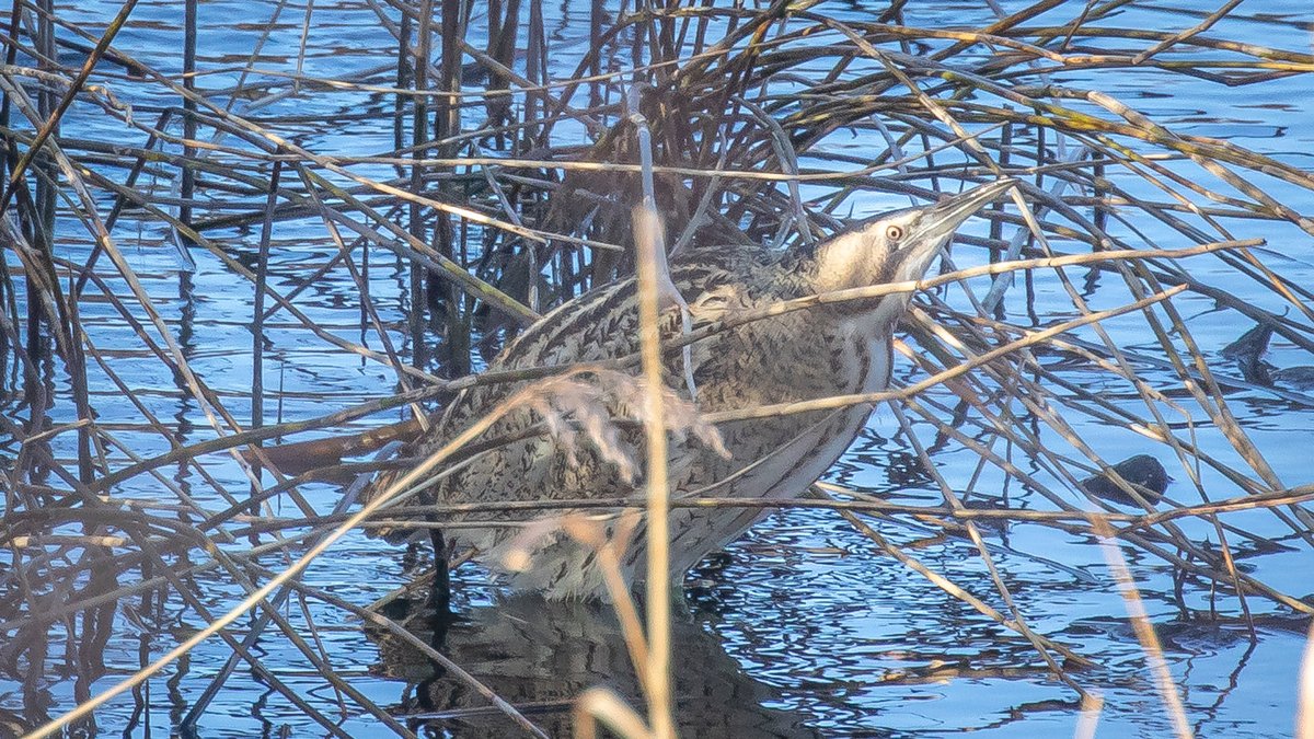 The last Bittern I saw was back when I was working at Brandon Marsh in Warwickshire. Delighted today to get my 1st for Scotland 🏴󠁧󠁢󠁳󠁣󠁴󠁿 Unfortunately not an Aberdeenshire tick but across the county border at Monikie Country Park in Angus! But what the hey 😀 #delighted