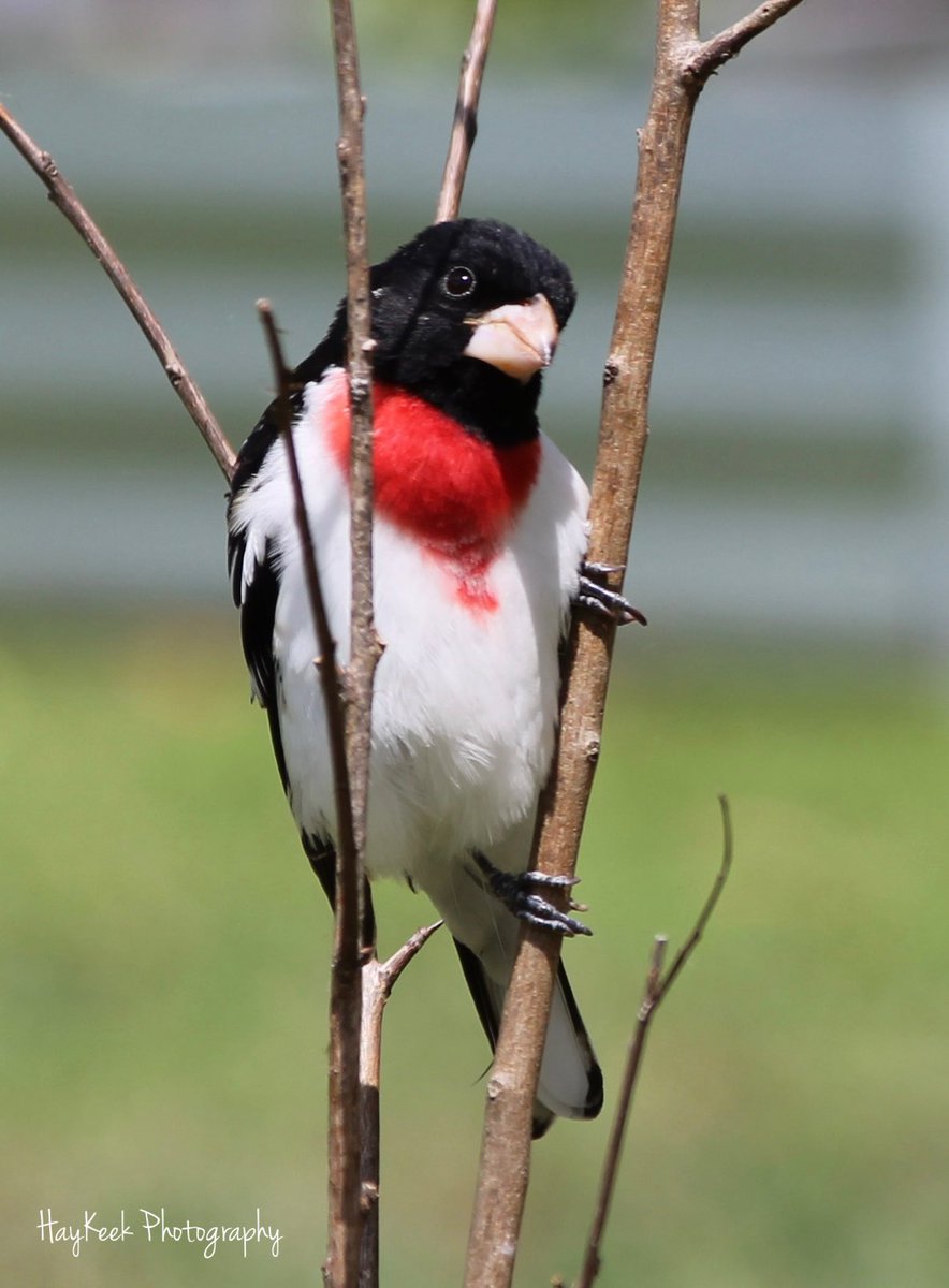 I don’t see many photos of #Grosbeaks. Anyone want to post theirs? I will repost any. Mine is the #RoseBreastedGrosbeak