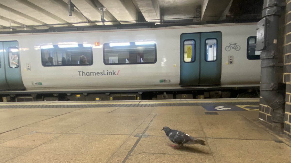 Woolwich Pigeon tweet media