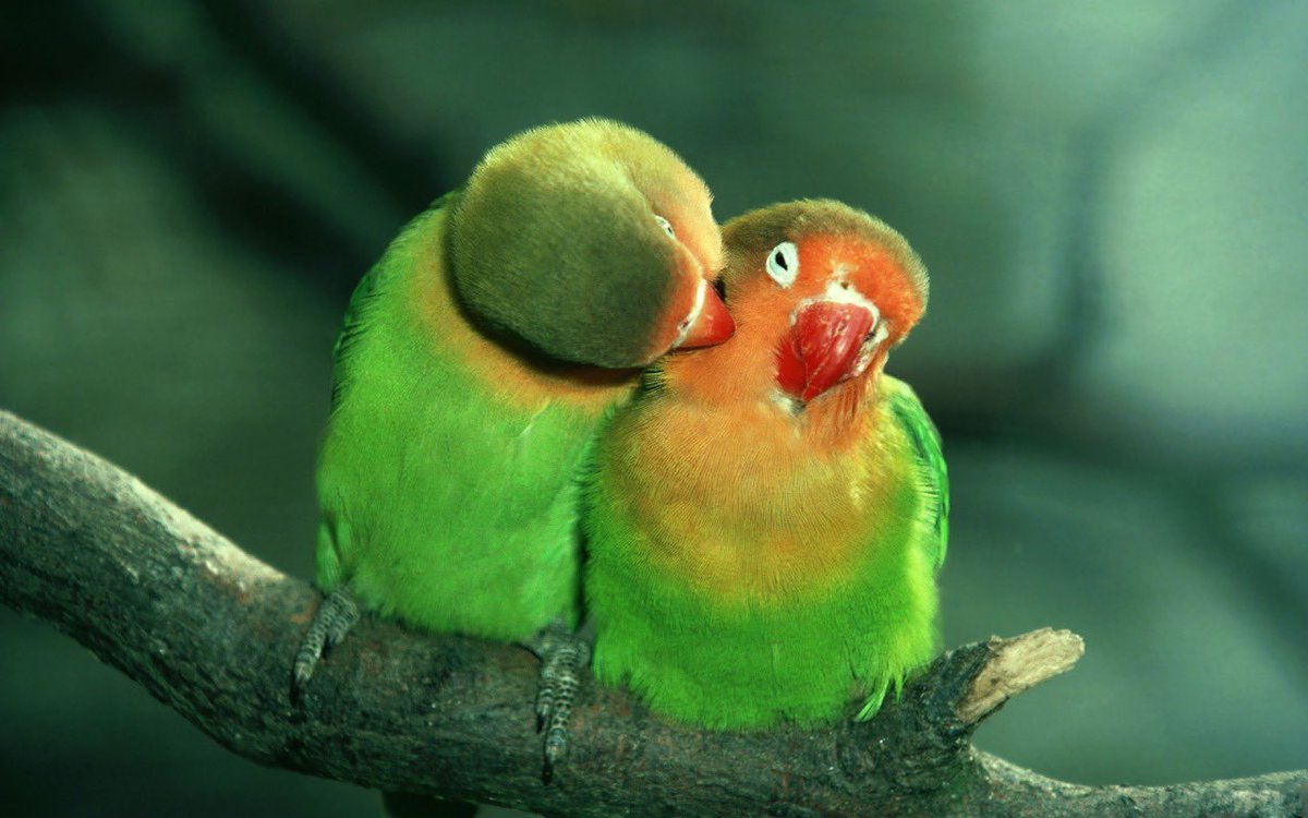 equine__dentist's tweet photo. me and my girl if we were parrots and kissing and in love https://t.co/8ffmIO2VlJ