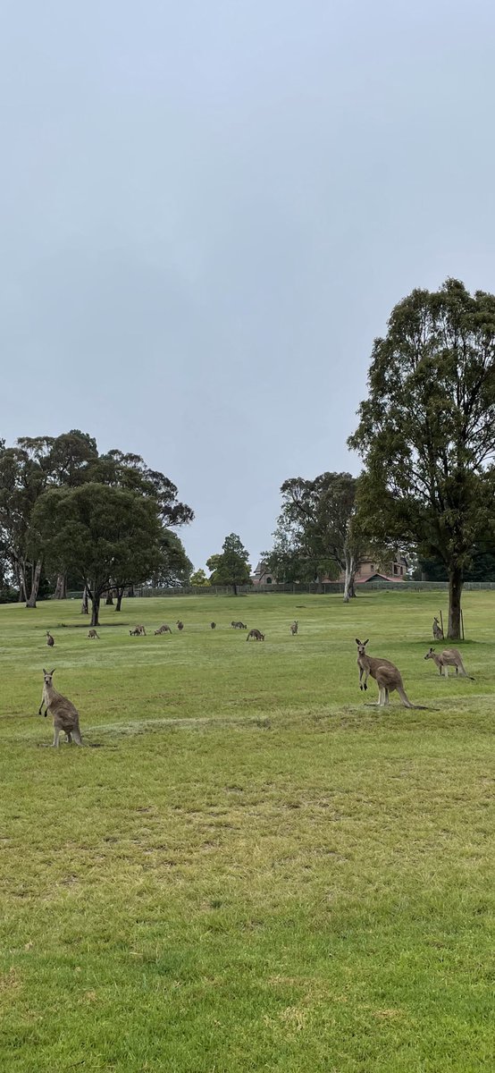 The resident @UniNewEngland campus Roos are enjoying the change to cooler weather…