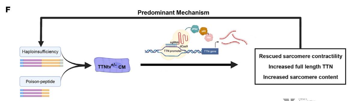 Titin truncation (TTN) variants are a common genetic cause of DCM. #CRISPR technology may restore TTN protein levels and represents a potential therapeutic avenue for #DCM @Tony_Pettinato @greenberglab314 @justincotney @TravisHinson ahajournals.org/doi/10.1161/CI…