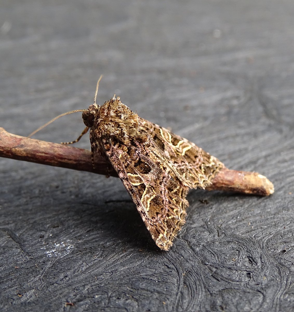After my insect-packed <a href="/QUBbioscience/">School of Biological Sciences</a> placement in 2022, I am chatting about the moths of the <a href="/RSPBNI/">RSPB NI</a> Lough Neagh reserves with <a href="/BCNI_/">BC Northern Ireland</a> tomorrow night at 7.30pm! Feel free to sign up below - it's a free online talk and all are welcome 💚🦋
butterfly-conservation.org/events/moths-o…
