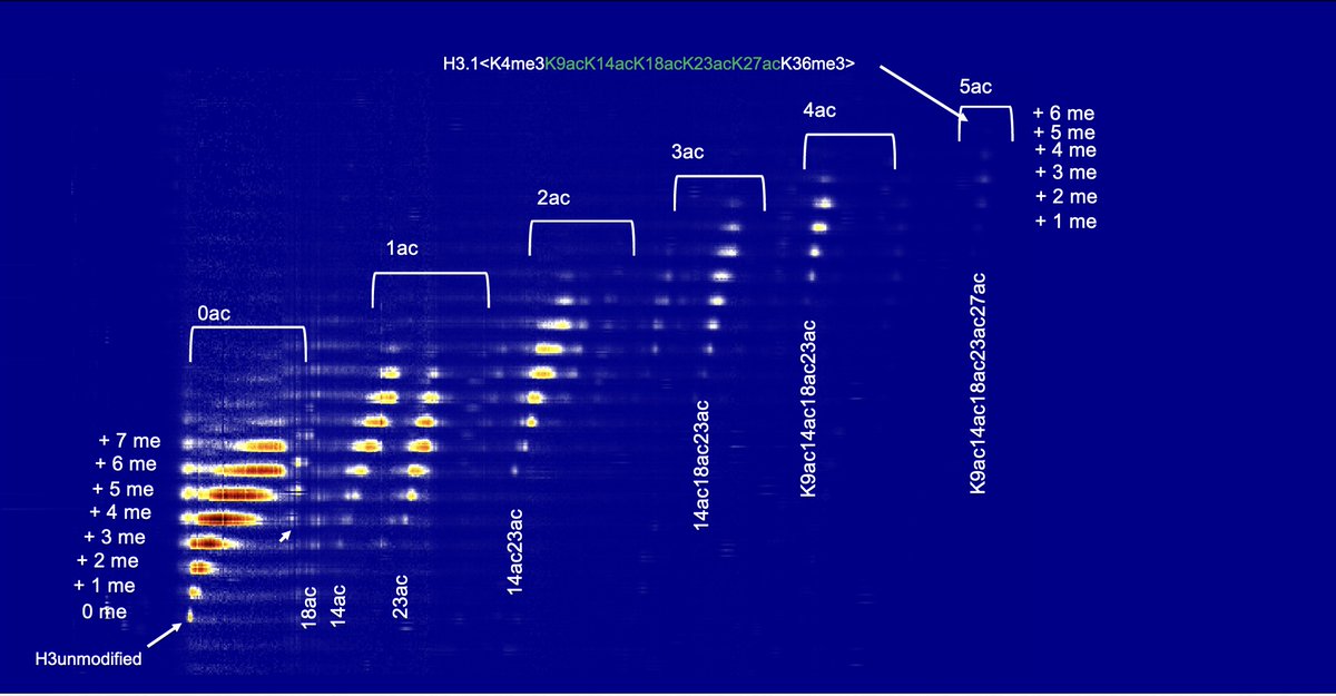 We have an opening for a postdoc position in Top-Down Proteomics, Epigenetics, and Neurodegenerative disease. The position is open immediately.

nature.com/naturecareers/…

#Proteomics #Epigenetics #Chromatin #CTDP #Histones