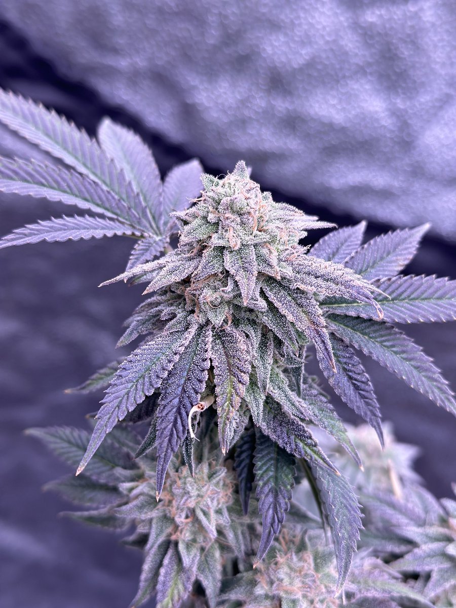 Raindough is our latest release. Raindough offers a unique